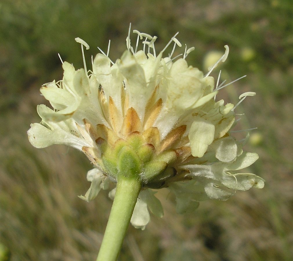Изображение особи Cephalaria uralensis.