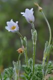 Pulsatilla violacea. Верхушки цветущих растений. Краснодарский край, Мостовский р-н, окр. пос. Кировский, вост. край хр. Малый Бамбак, подъем на гору Шапка, ≈ 1700 м н.у.м., субальпийский луг. 20.05.2019.