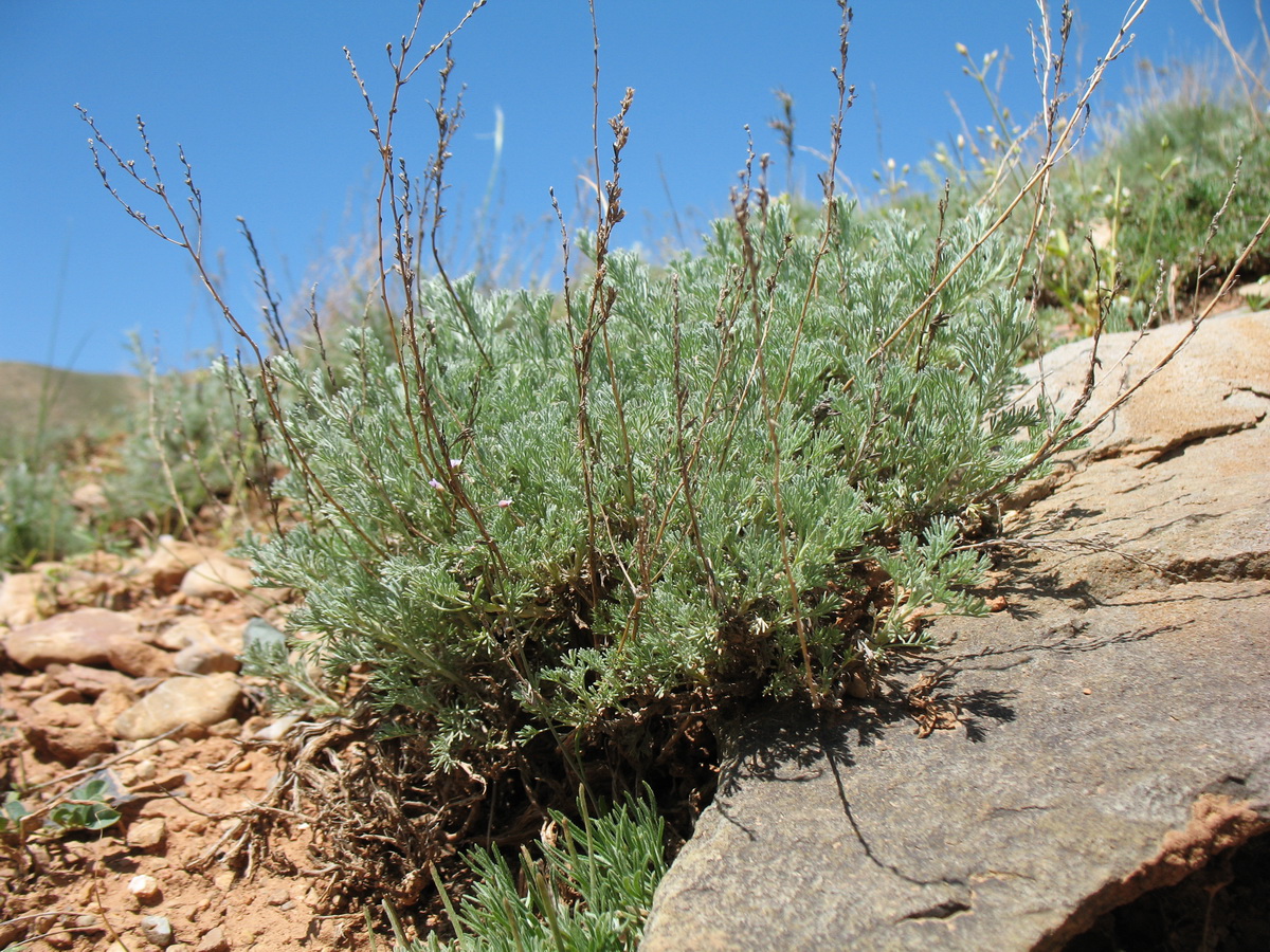 Изображение особи Artemisia terrae-albae.