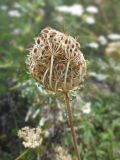 Daucus carota