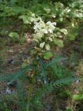 Pedicularis uralensis. Верхушка цветущего растения. Свердловская обл., окр. г. Североуральск, р-н пос. Второй Северный, обочина дороги в смешанном лесу. 02.07.2019.