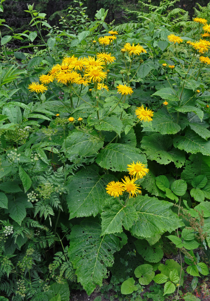 Изображение особи Telekia speciosa.