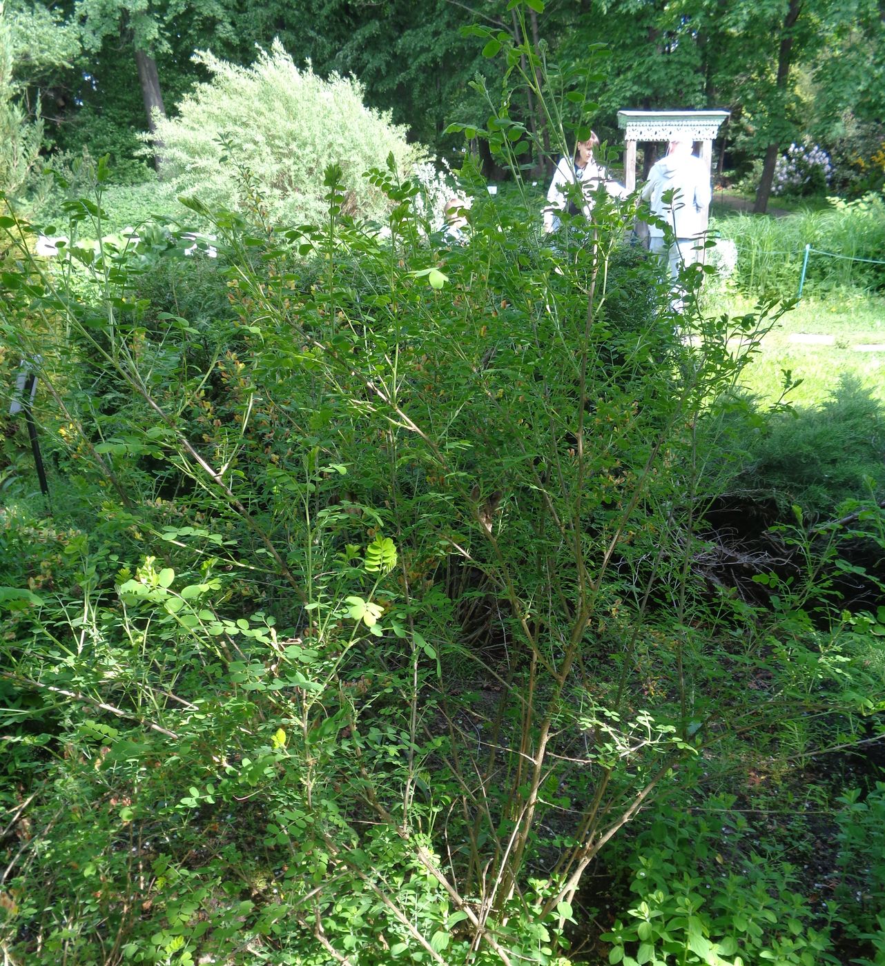 Image of Colutea orientalis specimen.