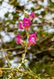 Antirrhinum majus