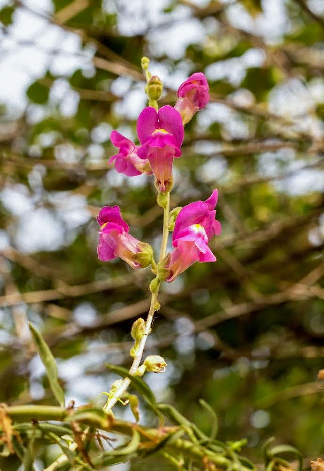 Изображение особи Antirrhinum majus.