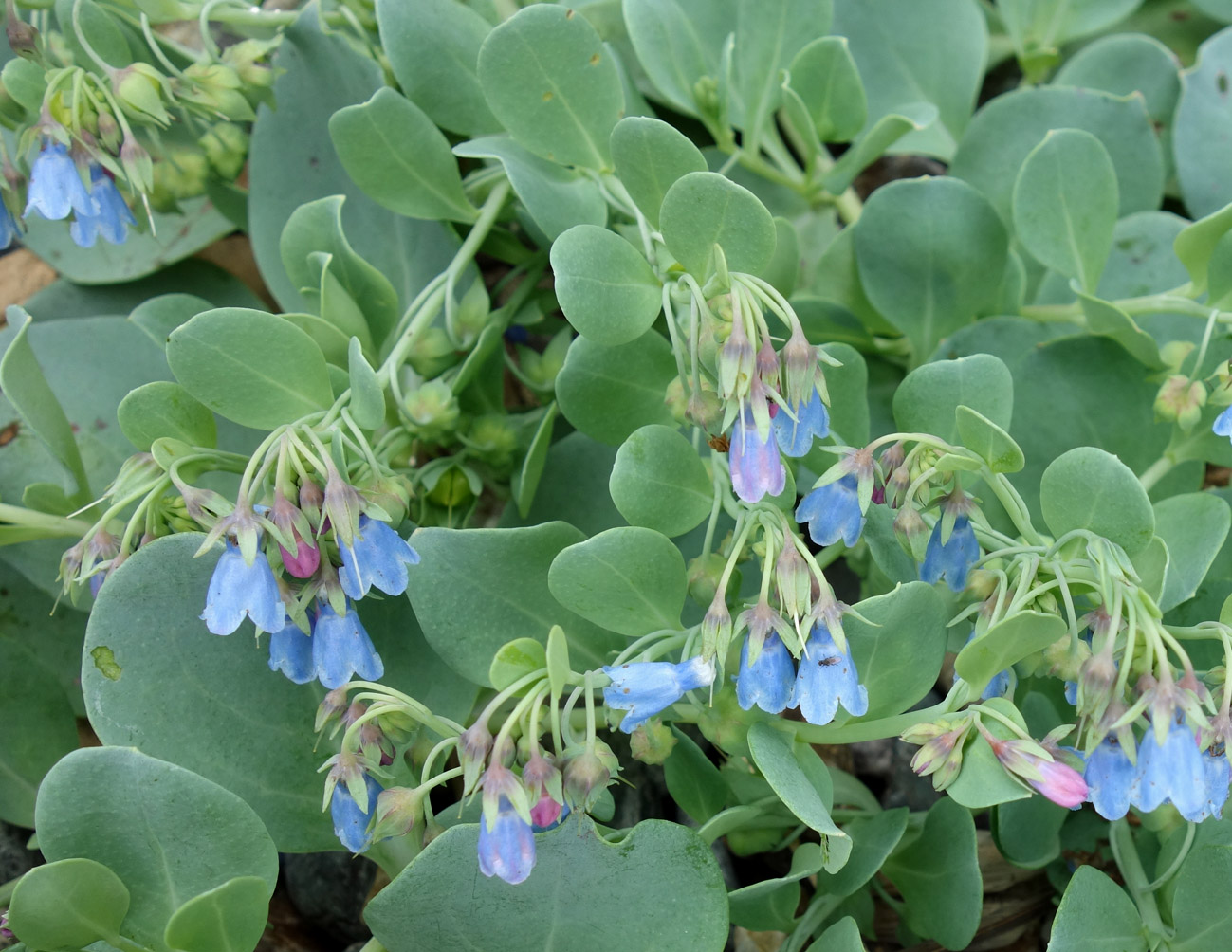 Image of Mertensia maritima specimen.