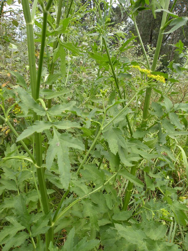 Изображение особи Pastinaca sylvestris.