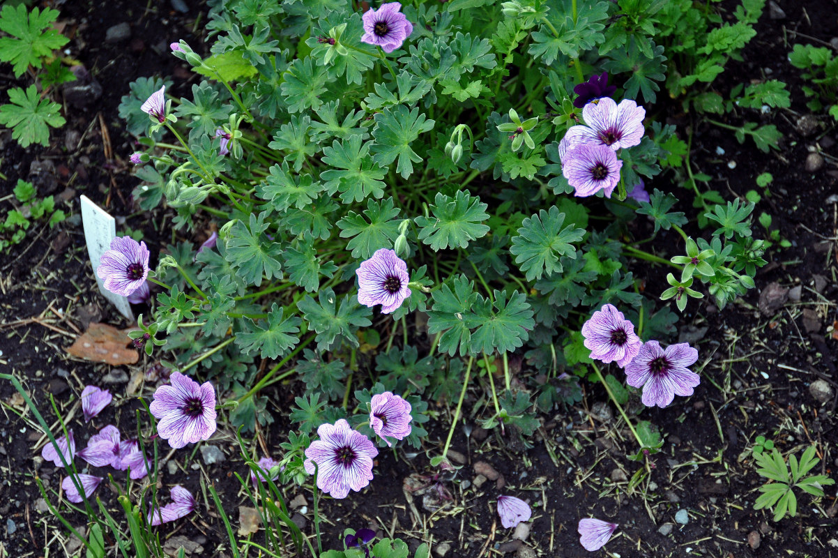 Image of Geranium cinereum specimen.