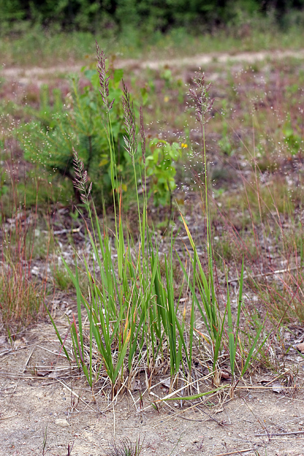 Изображение особи Calamagrostis epigeios.