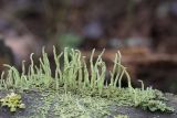 Cladonia coniocraea. Талломы. Кировская обл., окр. г. Кирово-Чепецк, смешанный лес, на полуразложившейся древесине. 18.05.2017.