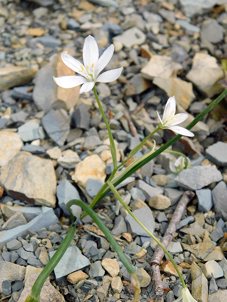 Image of Ornithogalum woronowii specimen.