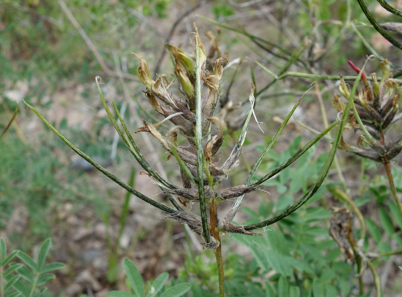 Изображение особи Astragalus fedtschenkoanus.