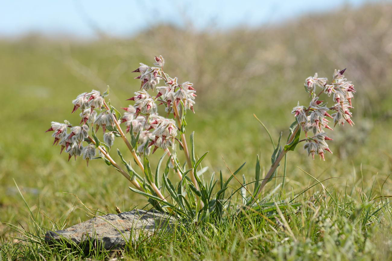 Image of Rindera tetraspis specimen.