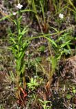 Epilobium palustre