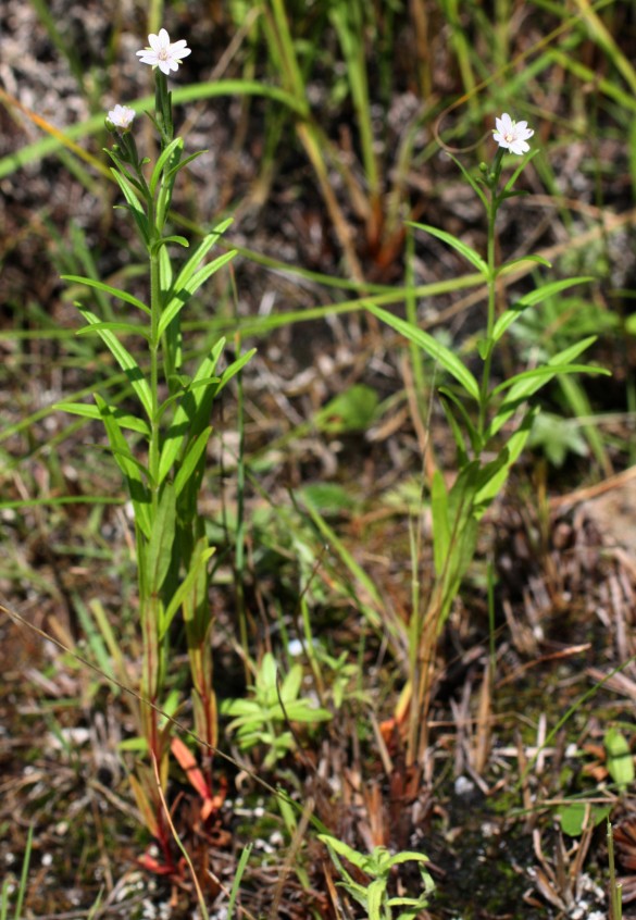 Image of Epilobium palustre specimen.
