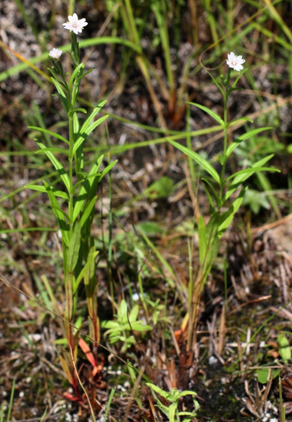 Изображение особи Epilobium palustre.