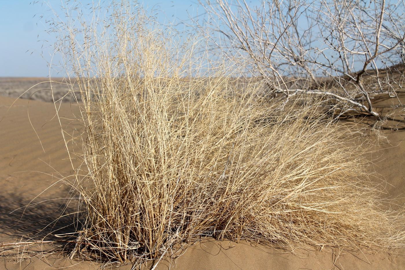 Image of Stipagrostis pennata specimen.