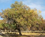 Fraxinus syriaca