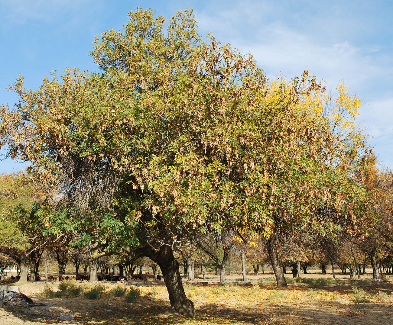 Image of Fraxinus syriaca specimen.