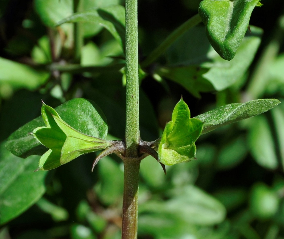 Изображение особи Acanthoprasium integrifolium.