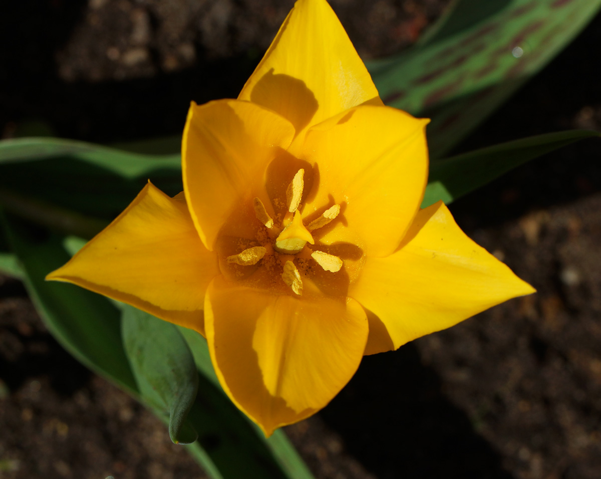 Image of Tulipa greigii specimen.