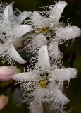 Menyanthes trifoliata