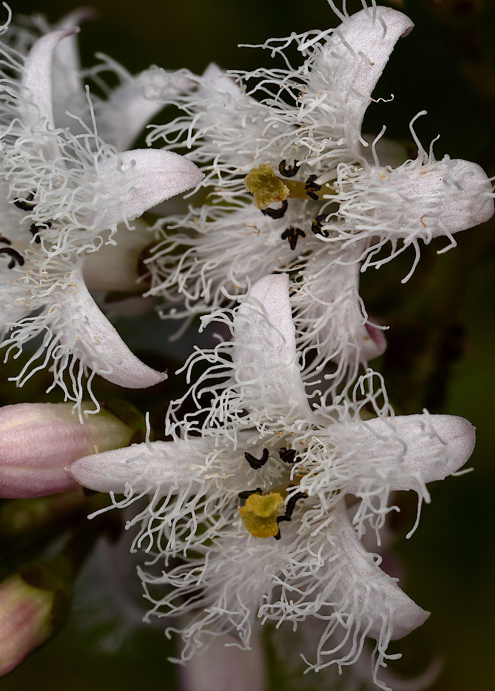 Image of Menyanthes trifoliata specimen.