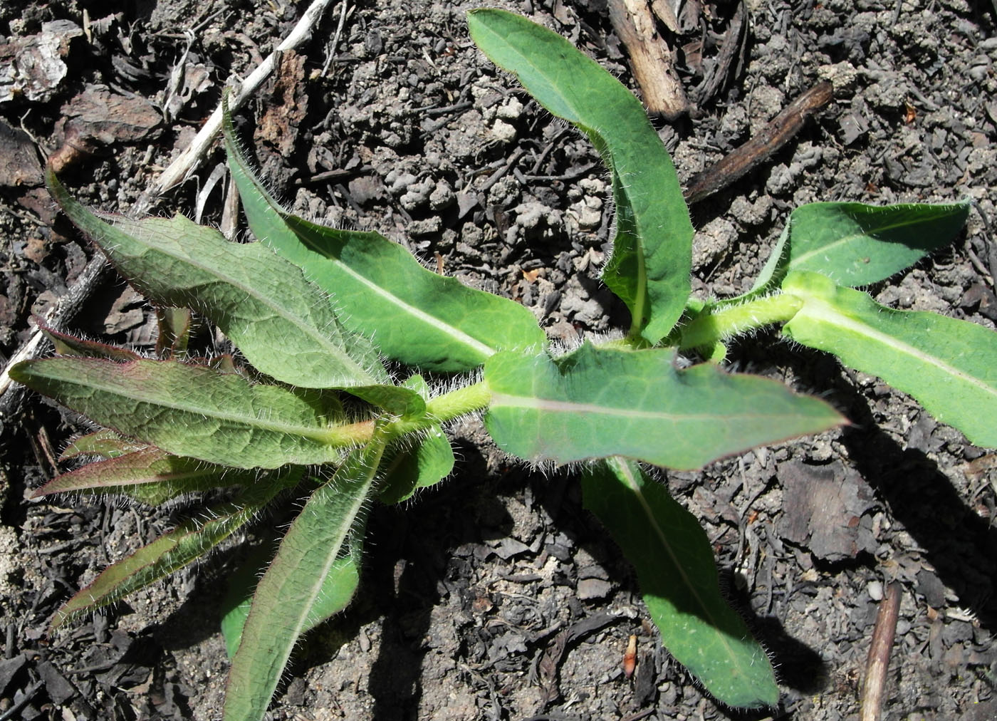 Image of Hieracium virosum specimen.