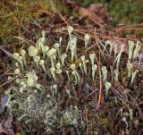 род Cladonia