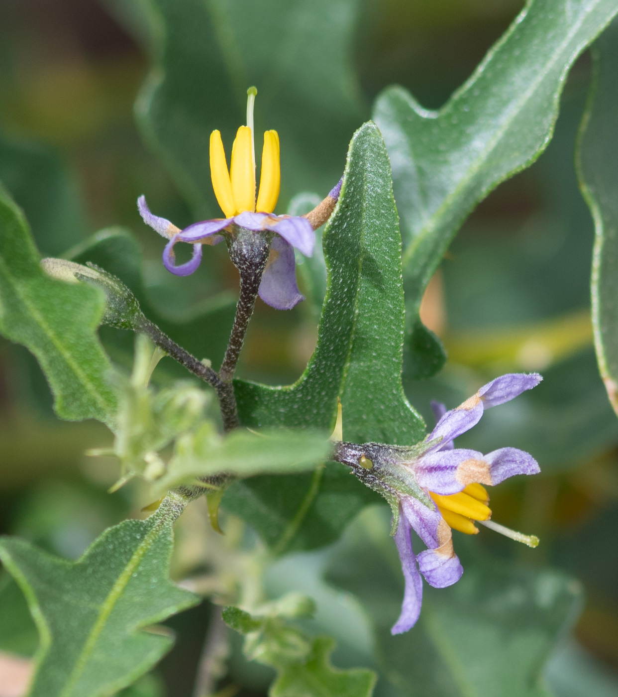 Изображение особи Solanum capense.