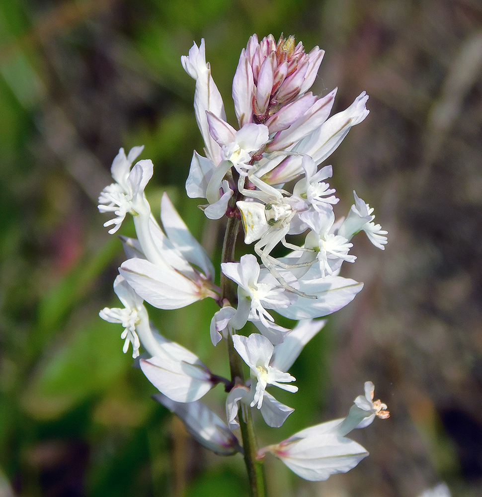 Image of Polygala major specimen.