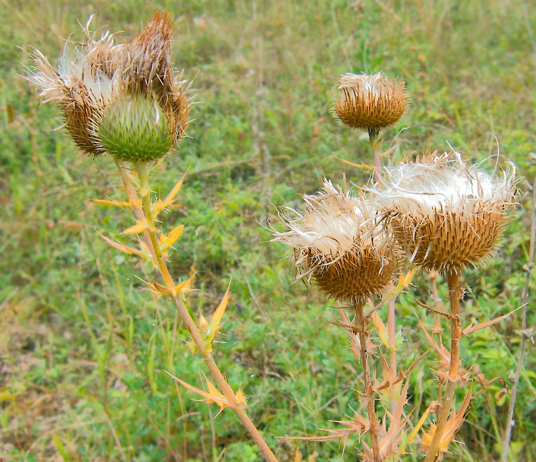 Image of Cirsium serrulatum specimen.