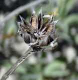 Linum tauricum