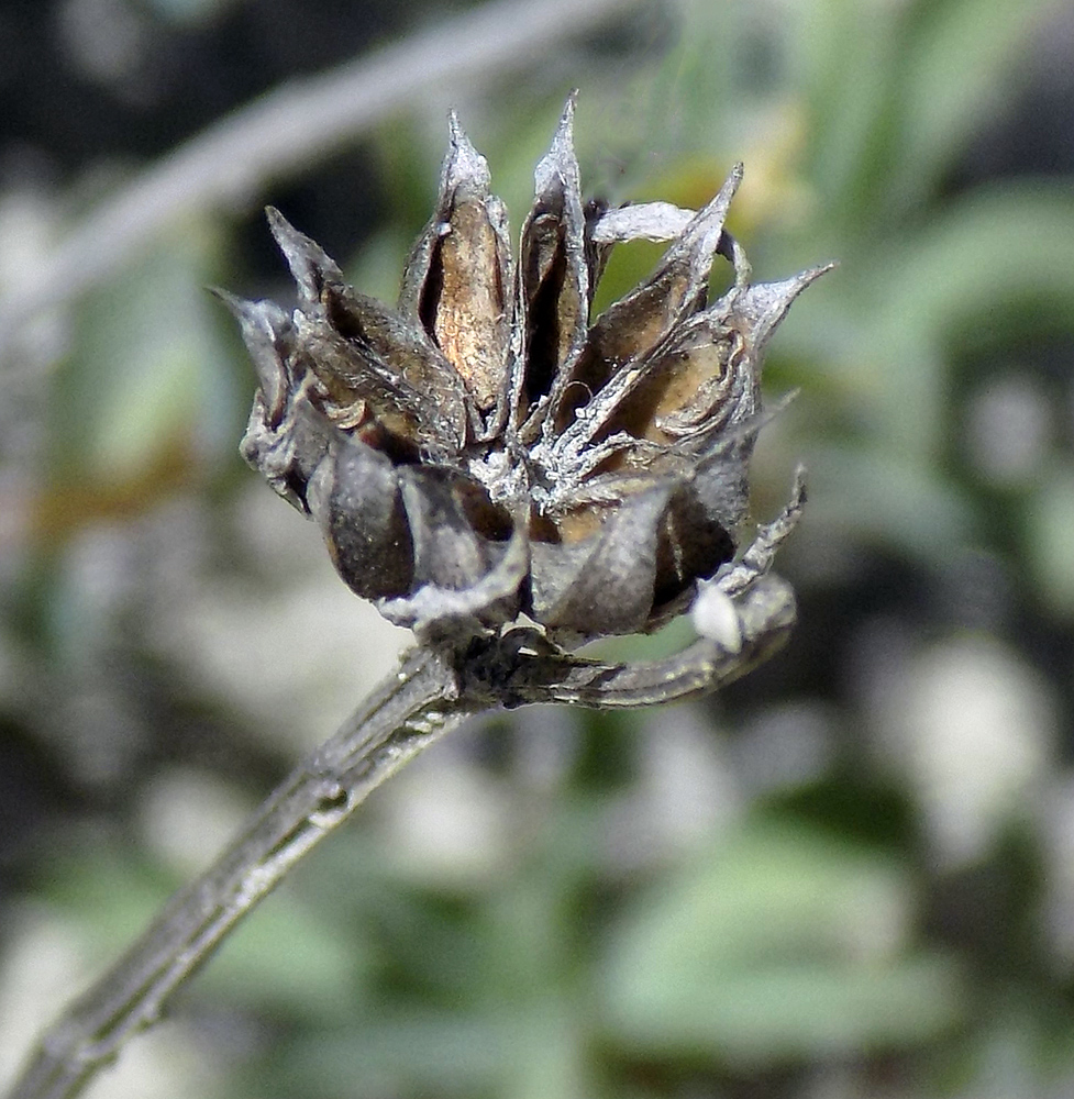 Изображение особи Linum tauricum.