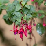 genus Fuchsia