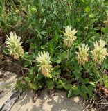 Trifolium canescens
