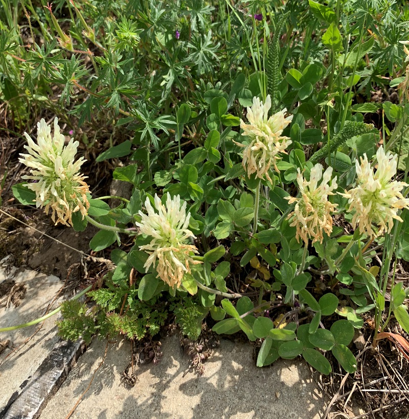 Image of Trifolium canescens specimen.