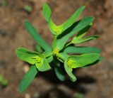 Euphorbia taurinensis