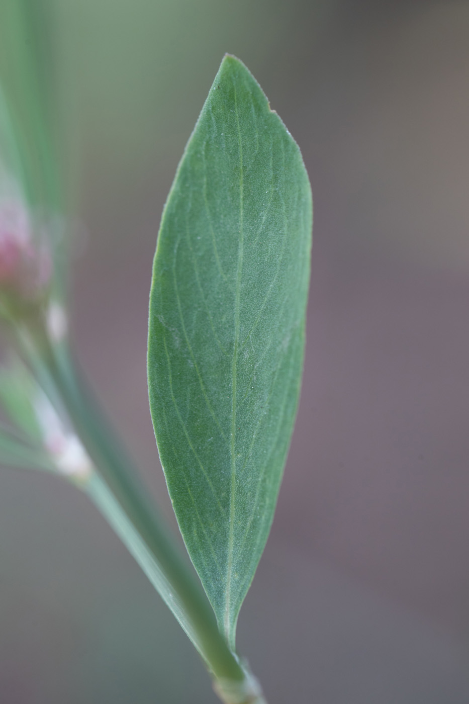 Изображение особи Polygonum aviculare.