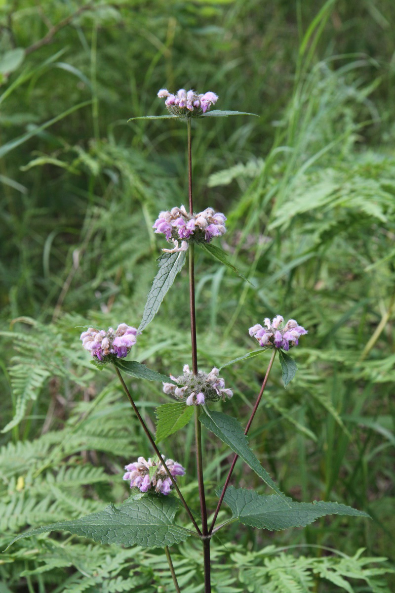 Изображение особи Phlomoides tuberosa.