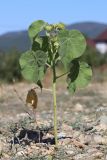 Abutilon theophrasti