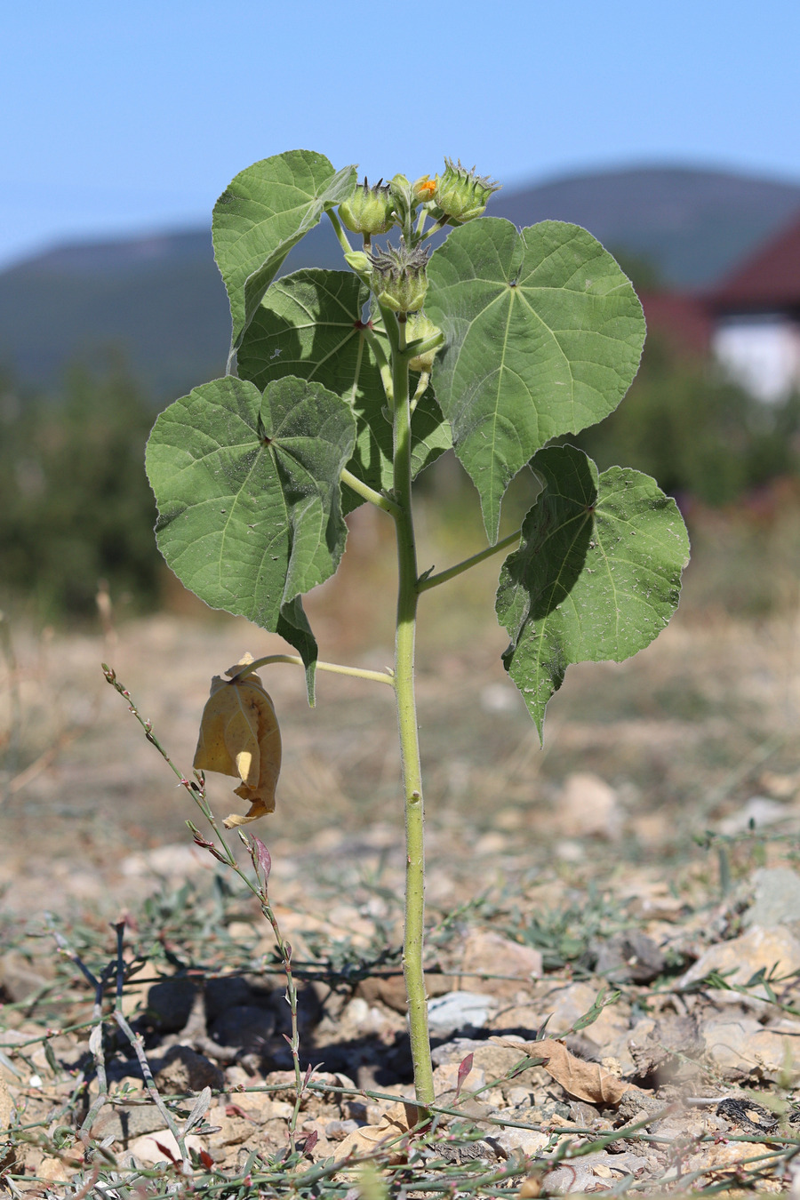 Изображение особи Abutilon theophrasti.