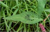 Persicaria lapathifolia. Лист. Чувашия, окр. г. Шумерля, пойма р. Сура, оз. Щучья Лужа. 5 сентября 2010 г.