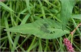 Persicaria lapathifolia