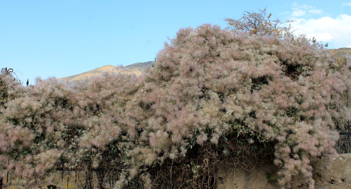 Изображение особи Clematis orientalis.