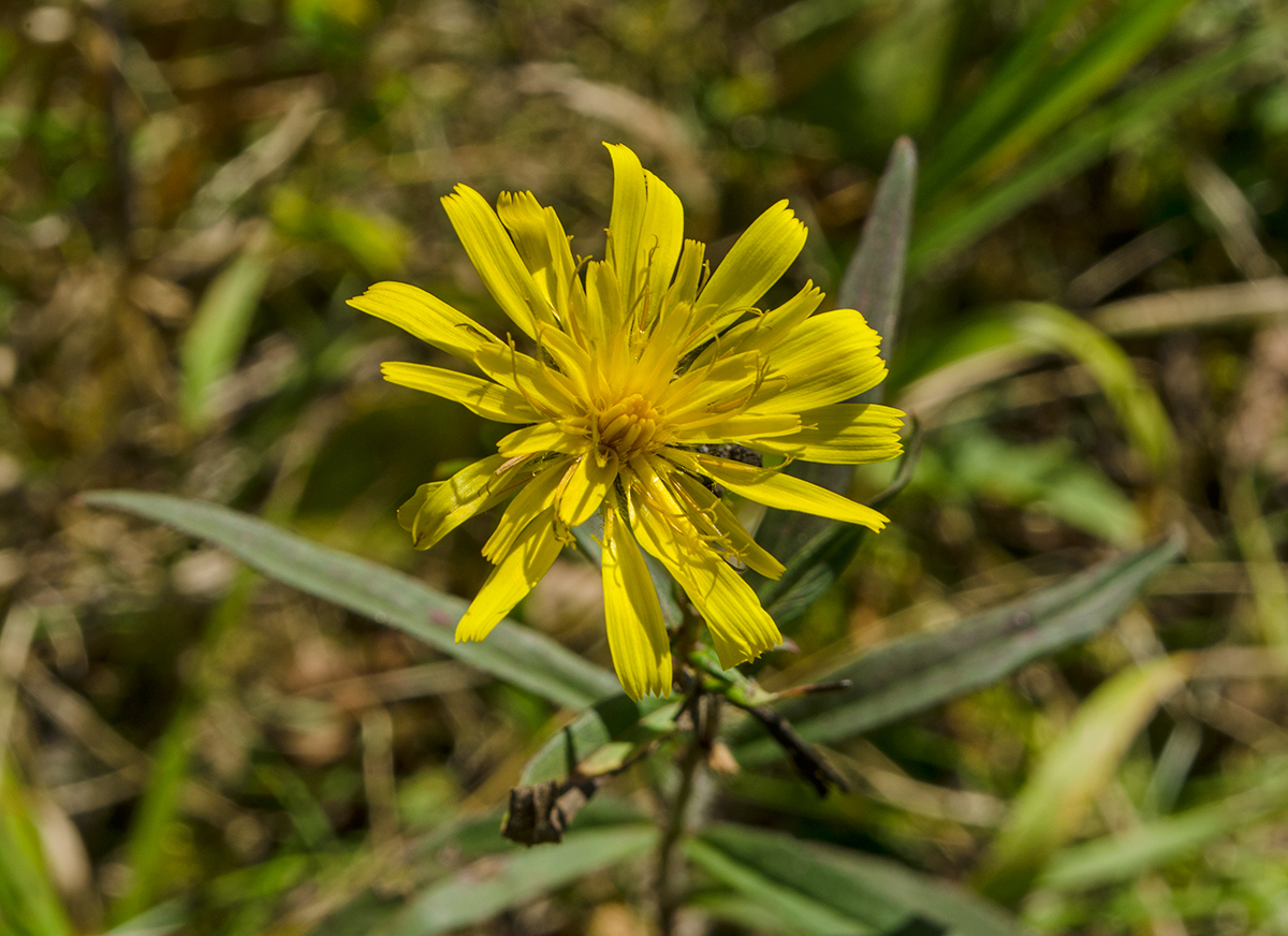 Изображение особи род Hieracium.