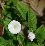 Convolvulus arvensis