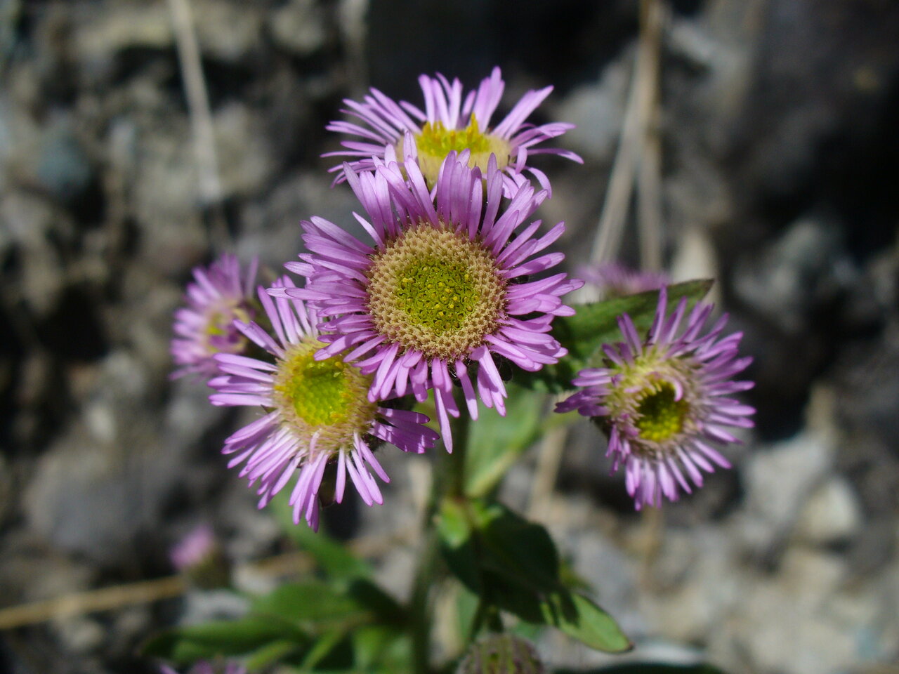 Изображение особи Erigeron atticus.