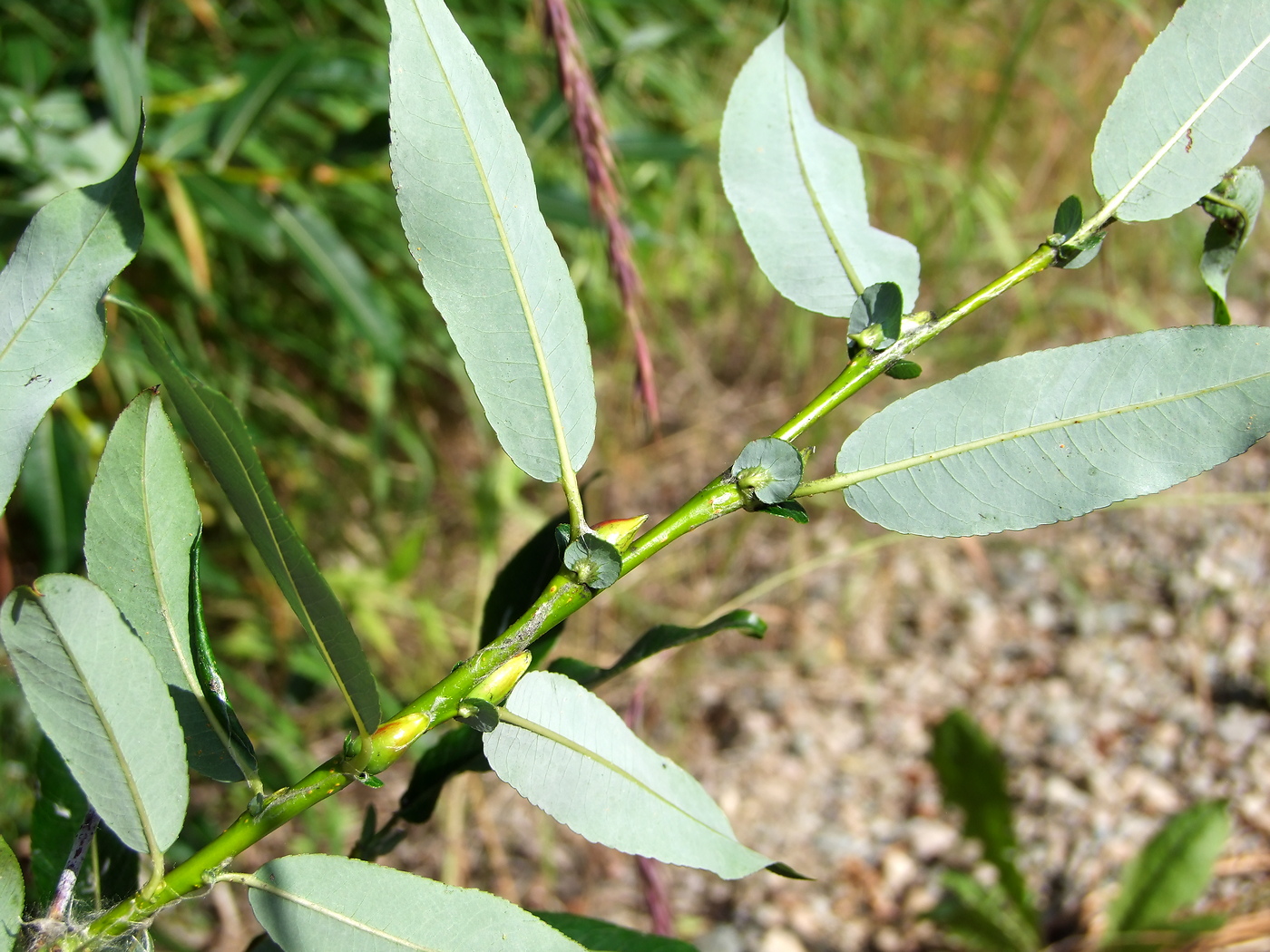 Image of Salix rorida specimen.