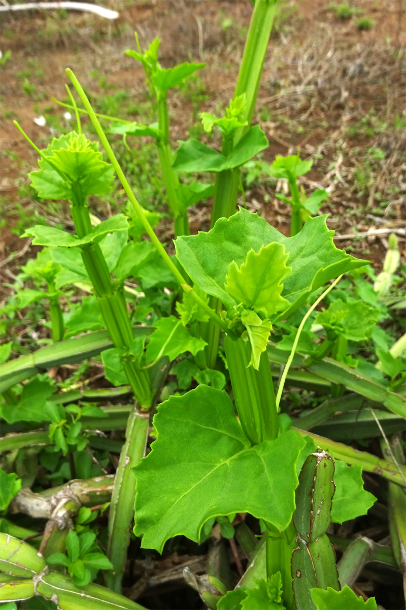 Изображение особи Cissus quadrangularis.